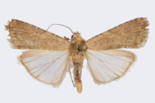 Spodoptera exigua