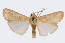 Spodoptera exigua