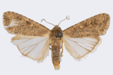 Spodoptera exigua