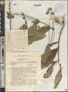 Knautia sylvatica (L.) Duby var. dipsacifolia (Host) Gren. et Godr.