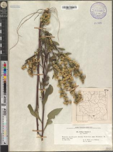 Solidago virgaurea L. subsp. virgaurea