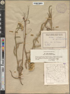 Achillea millefolium L. subsp. pannonica (Scheele) Hayek