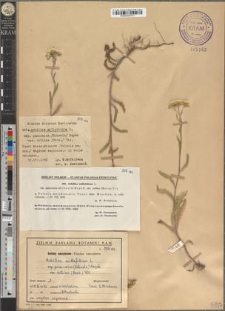 Achillea millefolium L. subsp. pannonica (Scheele) Hayek var. collina (Beck.) Vis.