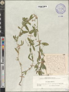 Lathyrus tuberosus L.