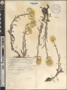 Helichrysum arenarium (L.) DC.