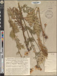 Tanacetum corymbosum (L.) Schultz-Bip. subsp. subcorymbosum (Schur.)