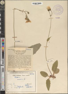 Hieracium murorum L. subsp. setaceo-dentatum Rehm. & Woł.