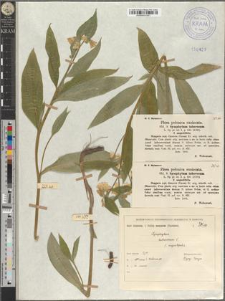Symphytum tuberosum L. fo. angustifolia