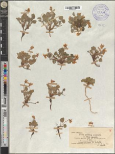 Viola rupestris Schmidt fo. typica