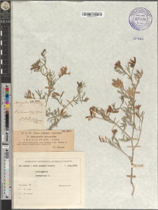 Astragalus arenarius L. fo. typica