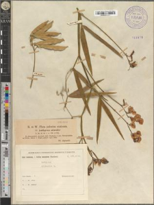 Lathyrus silvester L.