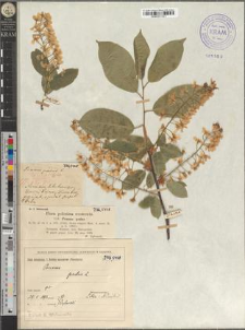 Prunus padus L.