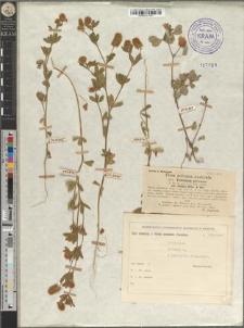Trifolium arvense L. var. latifolia Rehm. & Woł.