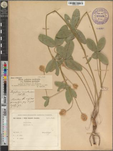 Trifolium montanum L.