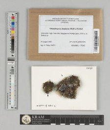 Dactylospora deminuta (Th.Fr.) Triebel