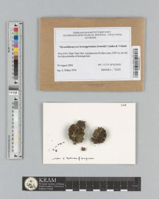 Zwackhiomyces berengerianus (Arnold) Grube & Triebel