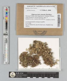 Clypeococcum cetrariae Hafellner