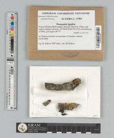 Pronectria leptalea (J. Steiner) Lowen