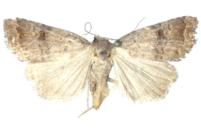 Arthetis furvula