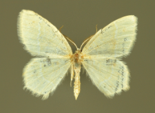 Jodis lactearia (Linnaeus, 1758)