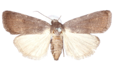 Athetis pallustris