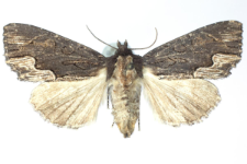 Dypterigia scabriuscula