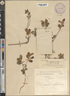 Vaccinium vitis idaea L.