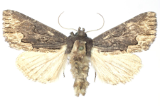 Dypterigia scabriuscula