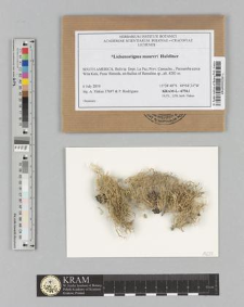 Lichenostigma maureri Hafellner