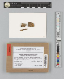 Bathelium mirabile Flakus, Kukwa & Aptroot