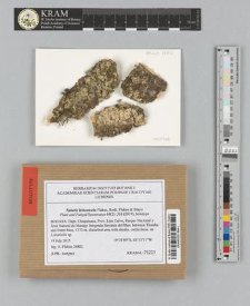 Xylaria lichenicola Flakus, Rodr. Flakus & Etayo