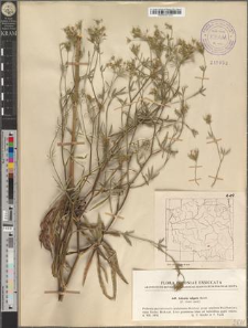 Falcaria vulgaris Bernh.