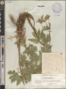 Chaerophyllum hirsutum L. subsp. hirsutum