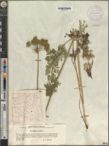 Selinum carvifolia L.