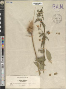 Campanula rapunculoides L. var. rapunculoides