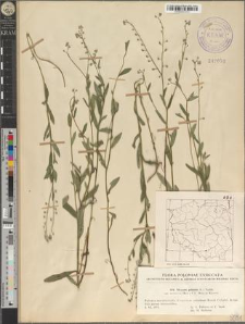 Myosotis palustris (L.) Nathh. subsp. nemorosa (Bess.) C.C. Berg et Kaastra
