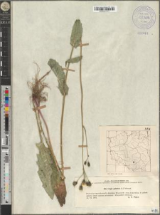 Crepis paludosa (L.) Moench