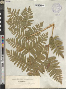Osmunda regalis L.