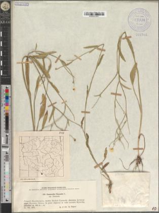 Ranunculus flammula L. subsp. flammula
