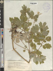 Chelidonium majus L.