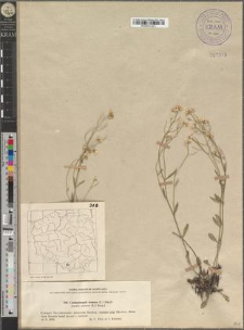 Cardaminopsis arenosa (L.) Hayek