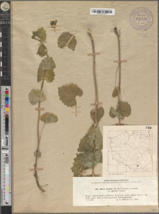 Alliaria petiolata (M. Bieb.) Cavara et Grande