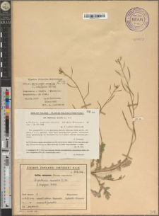 Diplotaxis muralis (L.) DC. fo. scapigera Kittel & fo. vulgare Thell. & fo. dentata Tausch