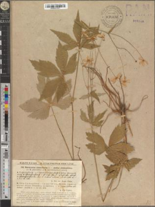 Ranunculus platanifolius L.