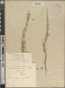 Equisetum arvense L. var. varium Milde