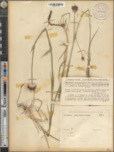 Dianthus Andrzejowskianus (Zap.) Kulcz.