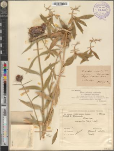 Dianthus compactus Kit.
