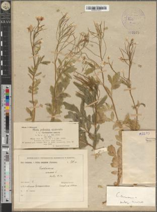 Cardamine amara subsp. amara