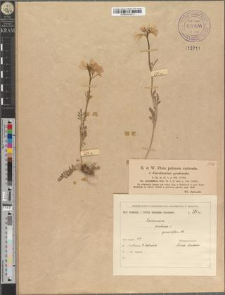 Cardamine pratensis L. var. grandiflora Neilr.