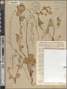 Cochlearia polonica E. Fröhlich